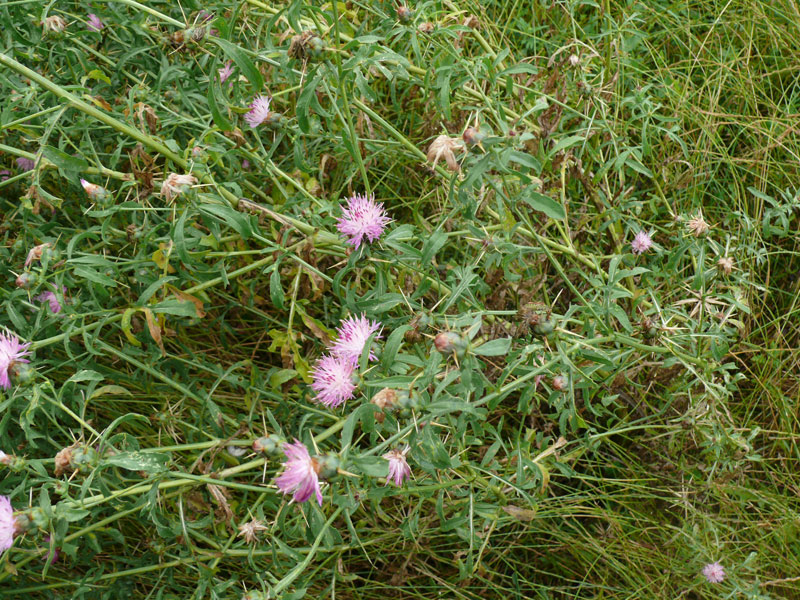 Image of Centaurea iberica specimen.