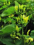 Aristolochia clematitis