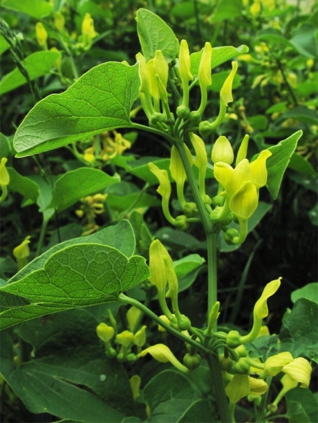 Image of Aristolochia clematitis specimen.
