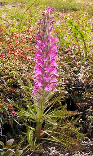 Image of Pedicularis pallasii specimen.