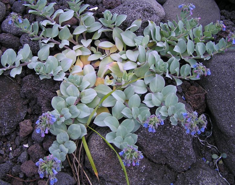 Изображение особи Mertensia maritima.