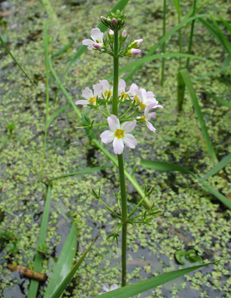 Image of Hottonia palustris specimen.