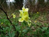 Corydalis bombylina. Соцветие. Красноярский край, Ермаковский р-н, окр. пос. Танзыбей, берег р. Танзыбей, поляна в черневом лесу. 06.05.2009.