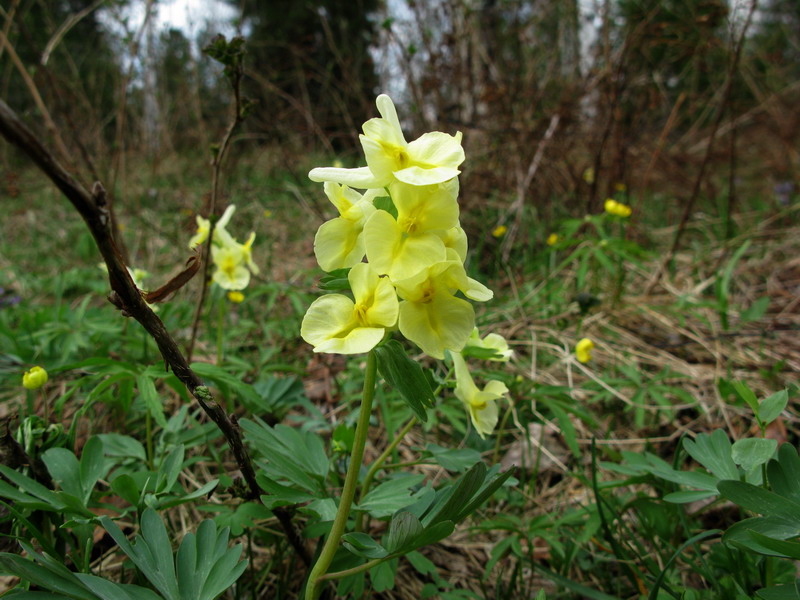 Изображение особи Corydalis bombylina.