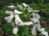 Lunaria annua. Соцветие (белоцветковая форма). Нидерланды, Гронинген, парк Groenestein. 26 апреля 2008 г.