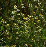Matricaria recutita