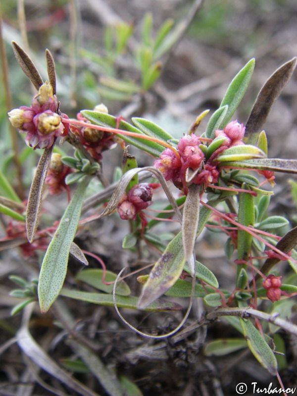 Image of genus Cuscuta specimen.