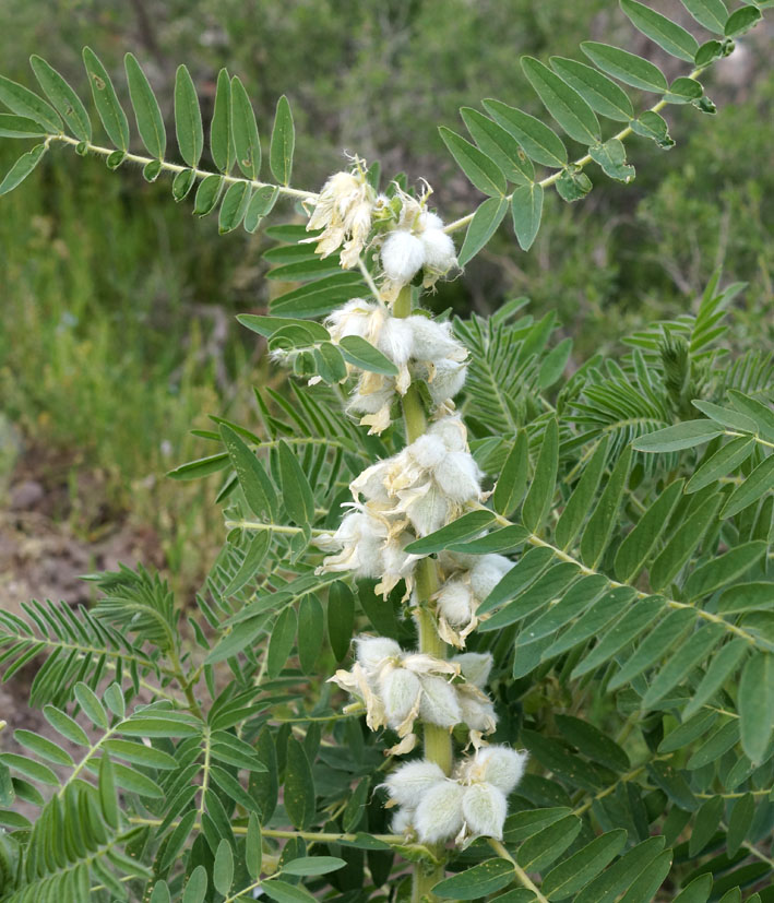 Изображение особи Astragalus sieversianus.