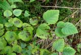 Betula pubescens