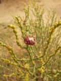 Anabasis aphylla