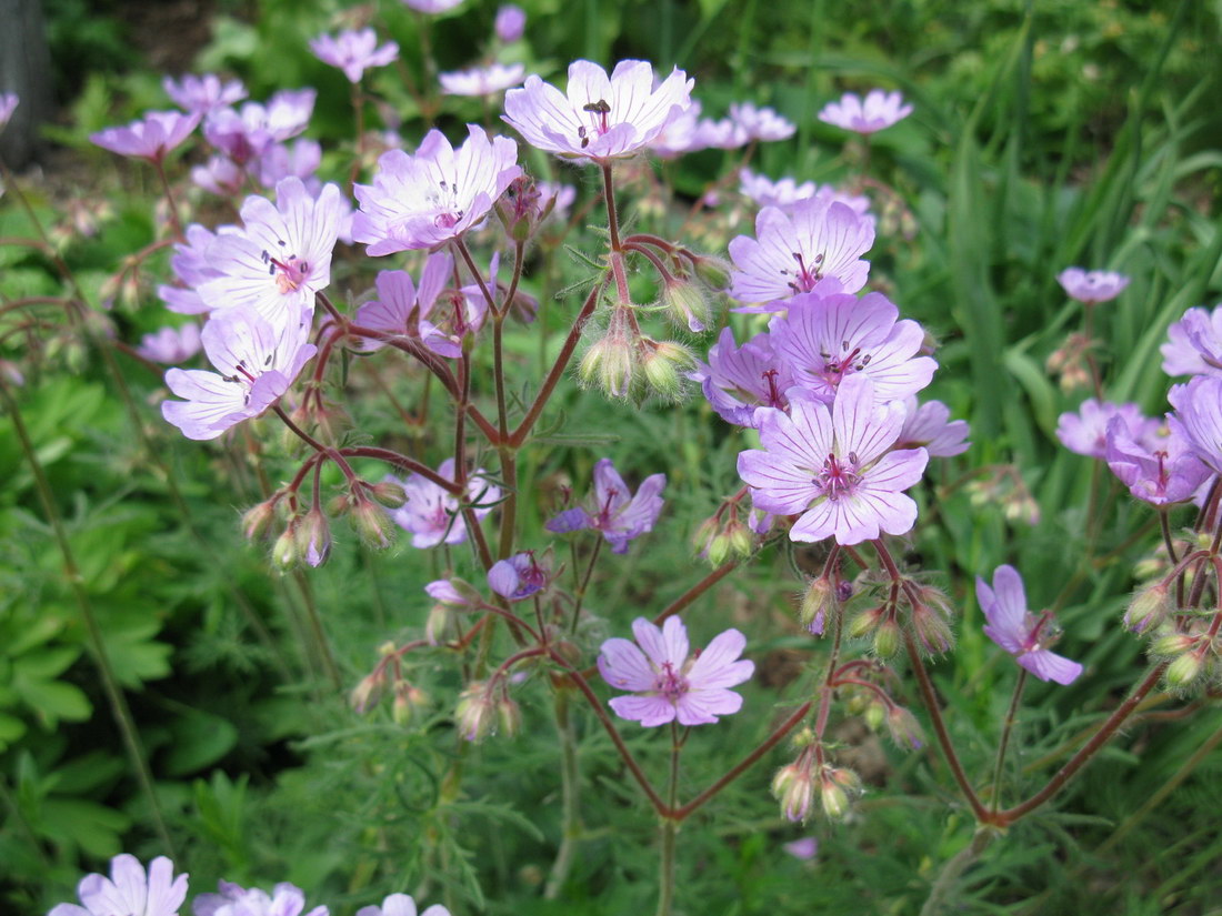 Изображение особи Geranium tuberosum.