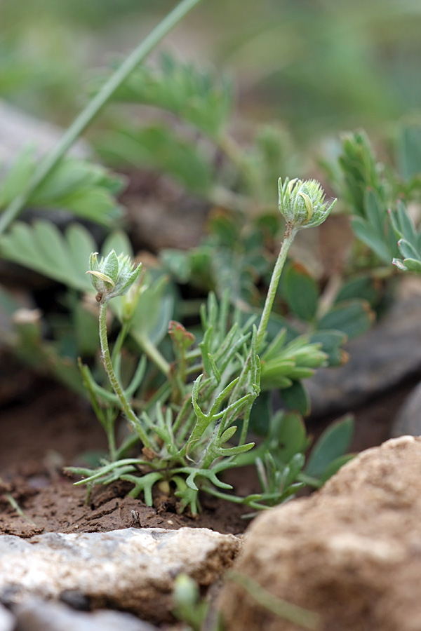 Изображение особи Ceratocephala orthoceras.