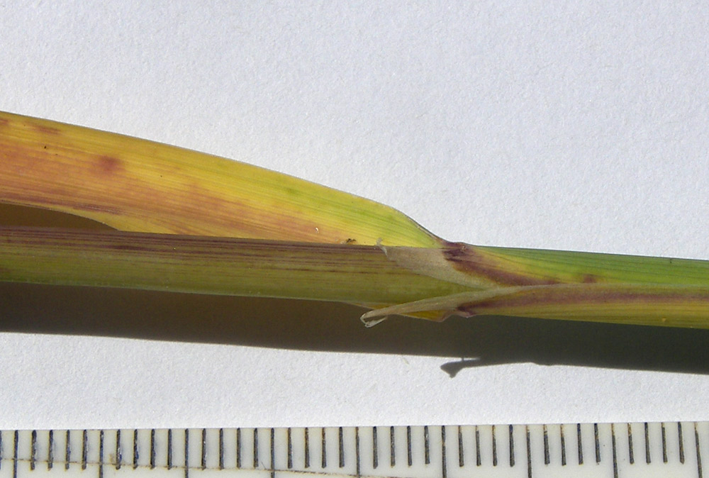 Image of Calamagrostis balkharica specimen.