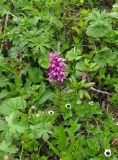 Dactylorhiza aristata