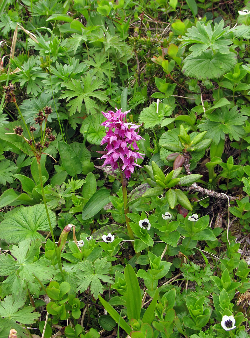 Image of Dactylorhiza aristata specimen.