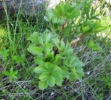 Ligusticum scoticum. Молодое растение. Архангельская обл., Онежский р-н, Белое море, о-в Кий. 12.06.2014.