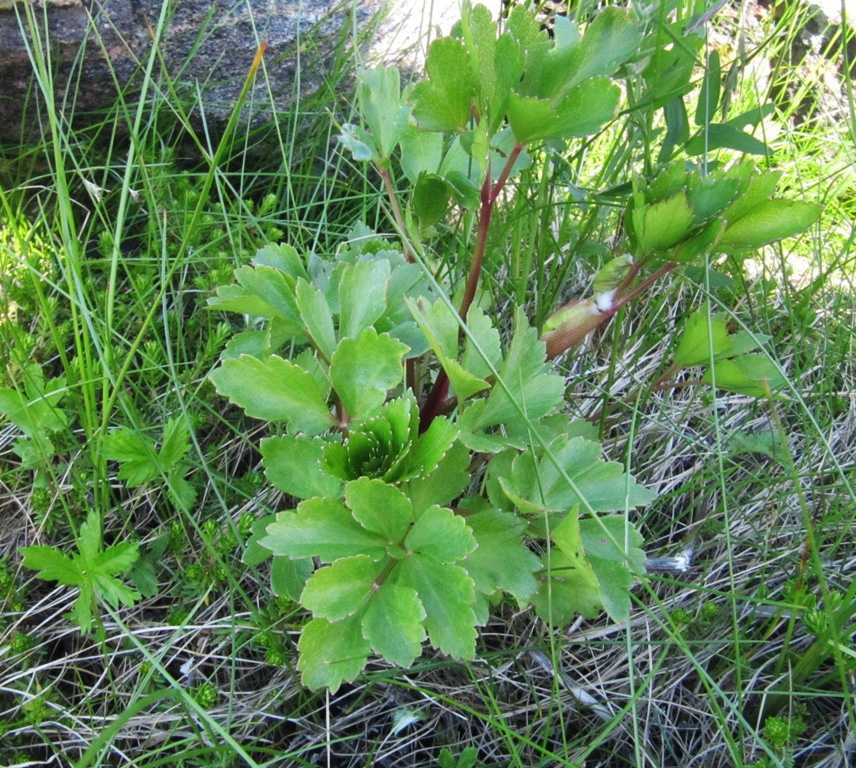 Изображение особи Ligusticum scoticum.