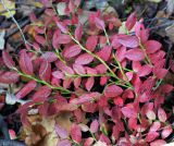 Vaccinium myrtillus. Верхушки побегов с листьями в осенней окраске. Московская обл., Раменский р-н, окр. ж.-д. платформы Хрипань, смешанный лес у ЛЭП, опушка. 29.09.2015.