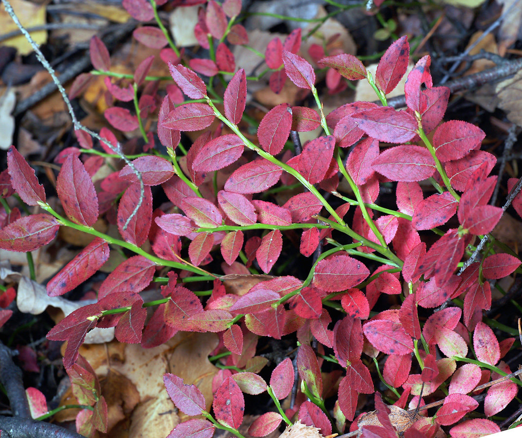 Image of Vaccinium myrtillus specimen.