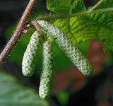 Corylus avellana