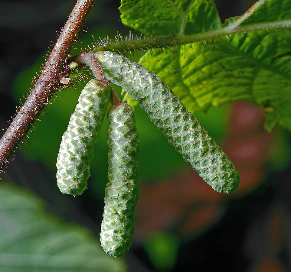 Image of Corylus avellana specimen.