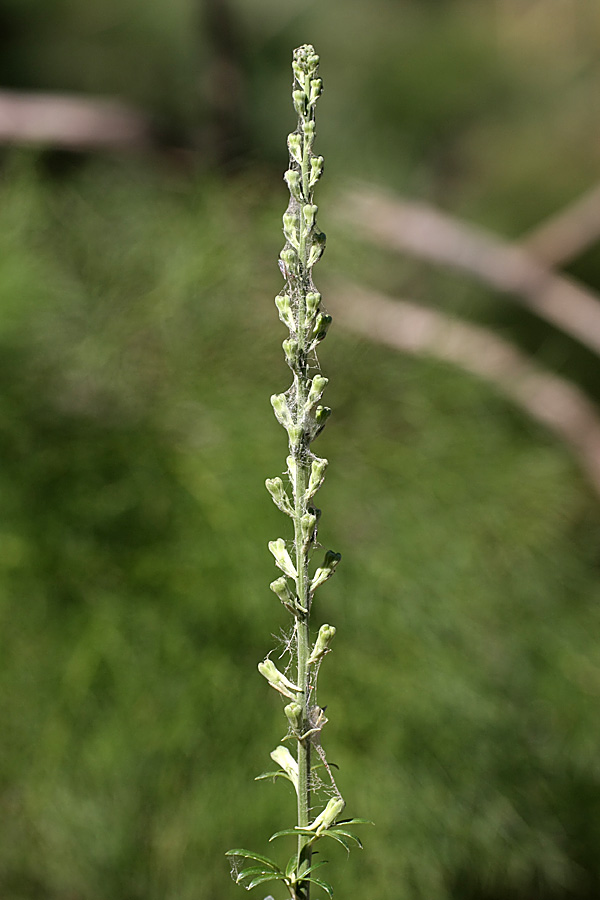 Изображение особи Delphinium pavlovii.