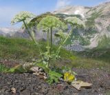 Heracleum leskovii. Цветущее и плодоносящее растение. Адыгея, Кавказский биосферный заповедник, гора Гузерипль, осыпной склон из ожелезнённого слабокарбонатного песчаника с обломками сидерита, ≈ 2150 м н.у.м. 26.07.2015.