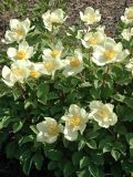 Paeonia mlokosewitschii