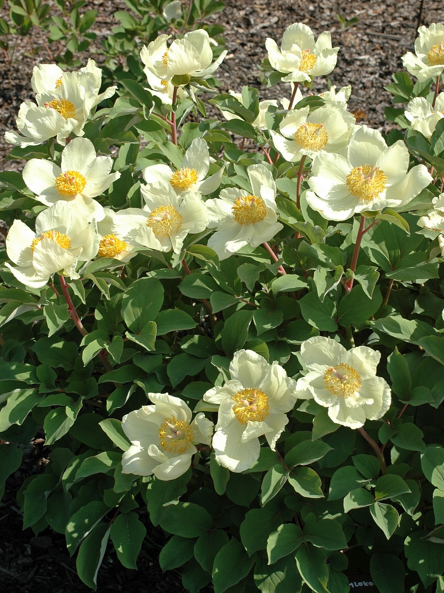 Image of Paeonia mlokosewitschii specimen.