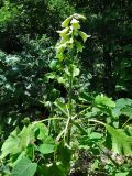 Cardiocrinum cordatum. Цветущее растение. Курильские о-ва, Кунашир, окр. дачного пос. Третьяково. 17 июля 2015 г.