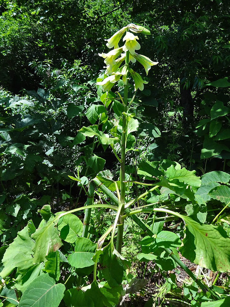 Изображение особи Cardiocrinum cordatum.