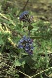 Pulmonaria mollis