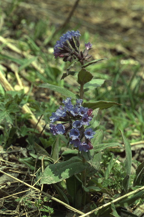 Image of Pulmonaria mollis specimen.