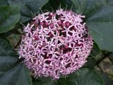 Clerodendrum bungei