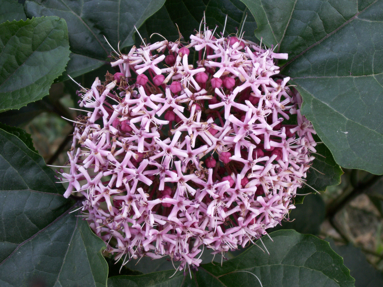 Изображение особи Clerodendrum bungei.