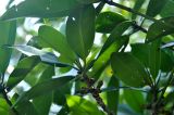 Rhizophora apiculata. Верхушка ветви с бутонами. Андаманские острова, остров Хейвлок, песчаный пляж. 01.01.2015.
