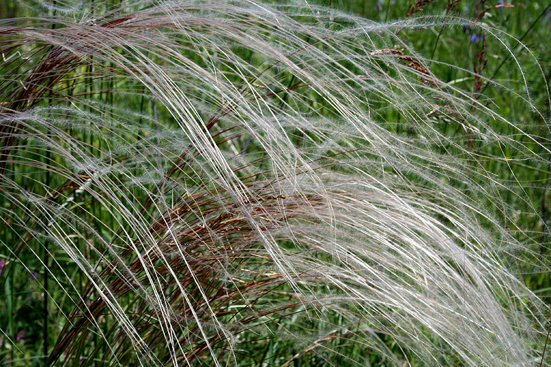 Image of Stipa pulcherrima specimen.