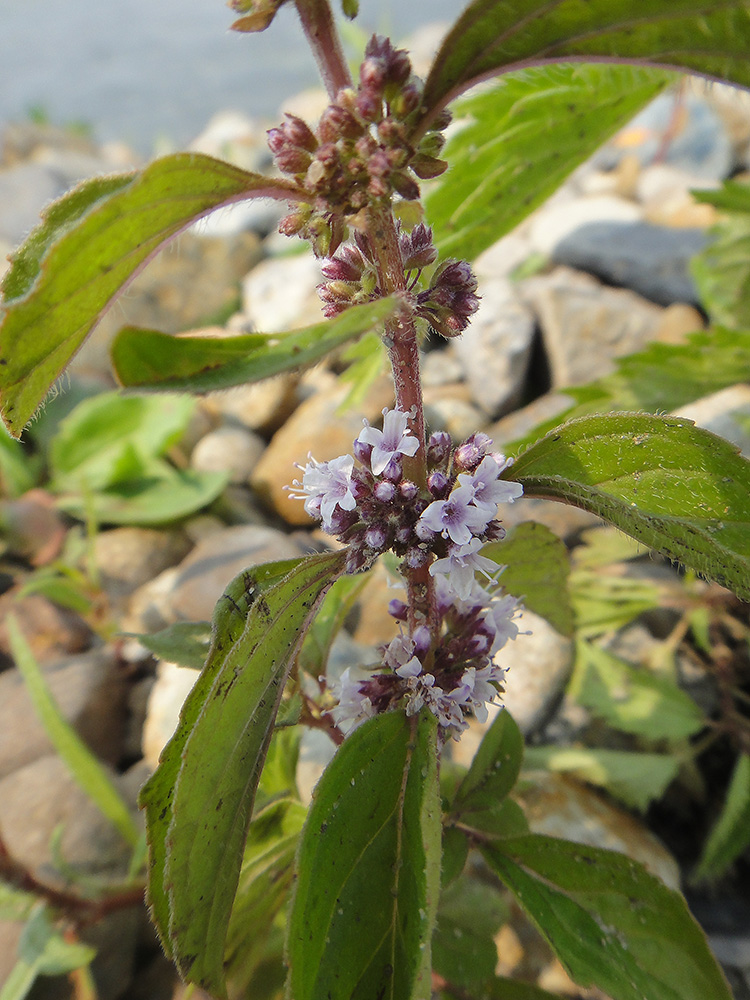 Image of Mentha canadensis specimen.