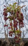Acer negundo