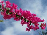 род Bougainvillea. Ветвь с соцветиями. Египет, окр. г. Хургада, территория отеля, в озеленении. 13.11.2010.