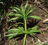 Lilium pilosiusculum