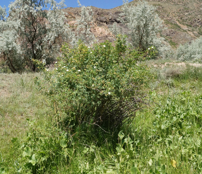 Image of Rosa laxa specimen.