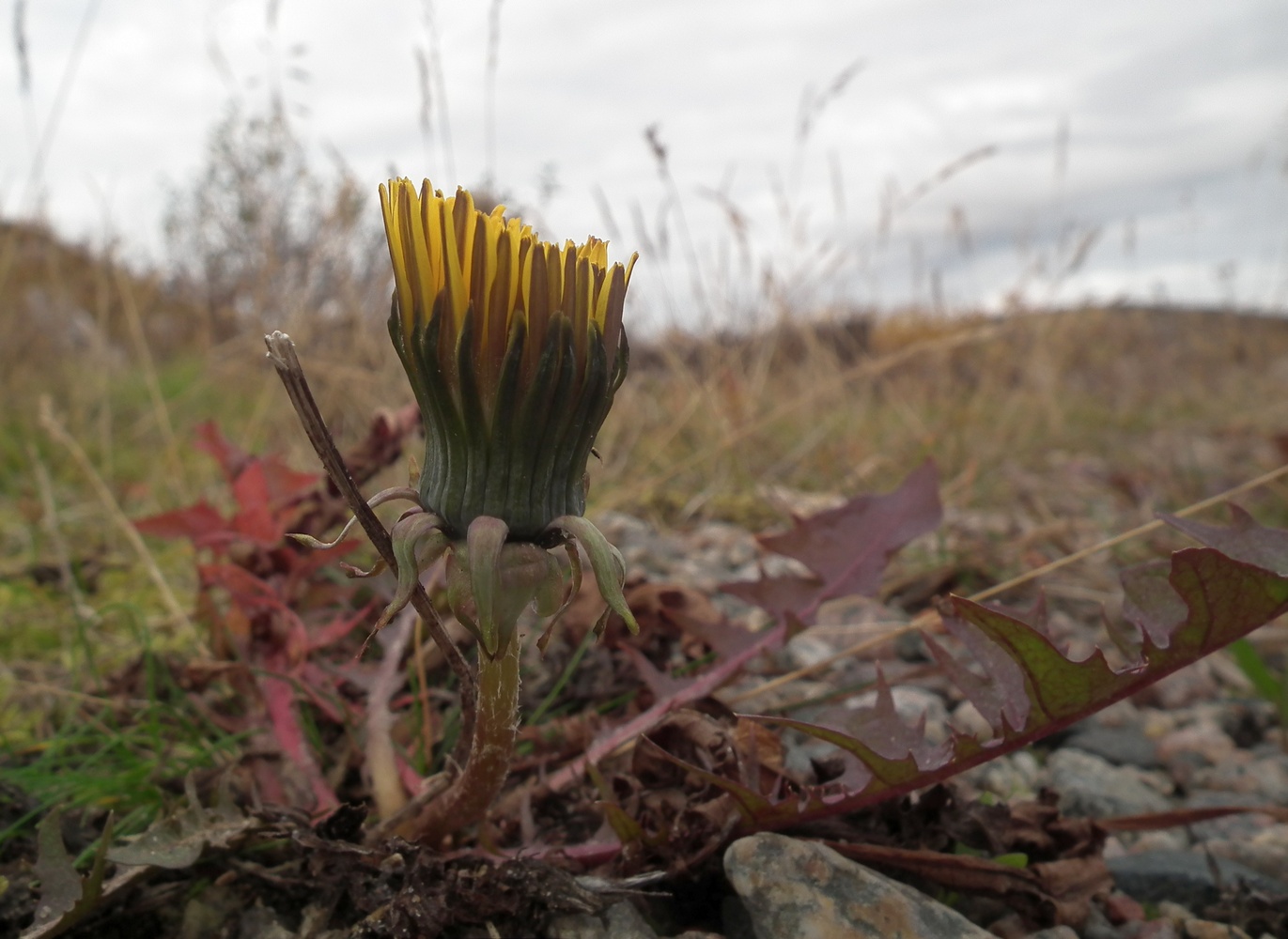 Image of genus Taraxacum specimen.