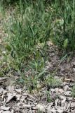 Eremopyrum bonaepartis. Цветущее растение. Южный Казахстан, левый берег Сыр-Дарьи в 10 км выше Сюткента. 29.04.2015.