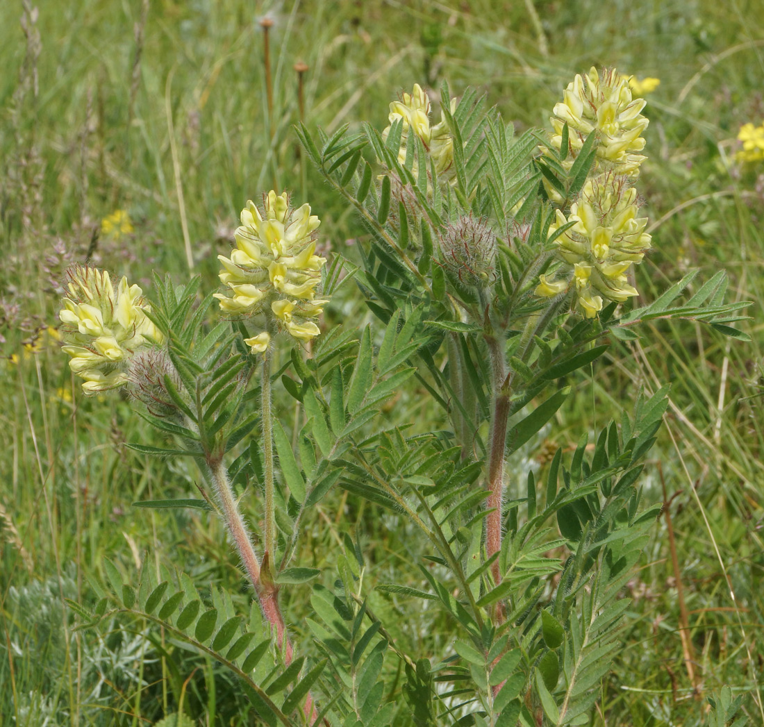 Изображение особи Oxytropis pilosa.