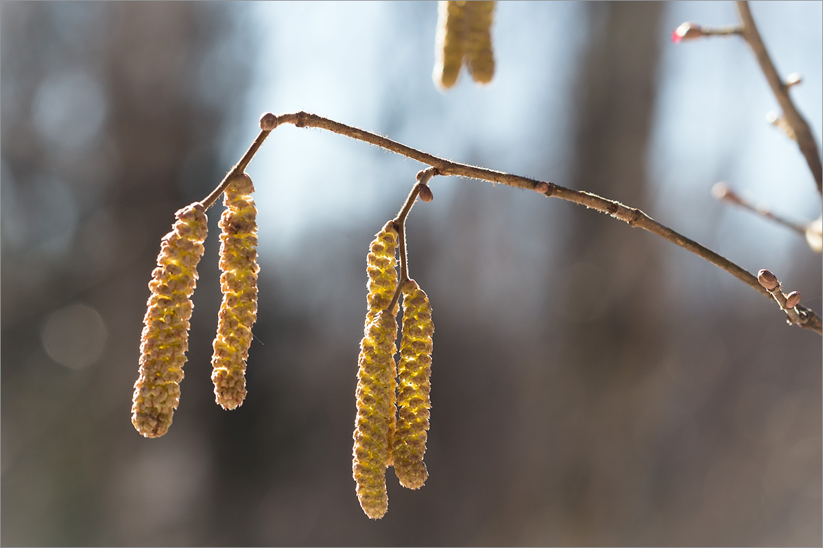 Изображение особи Corylus avellana.