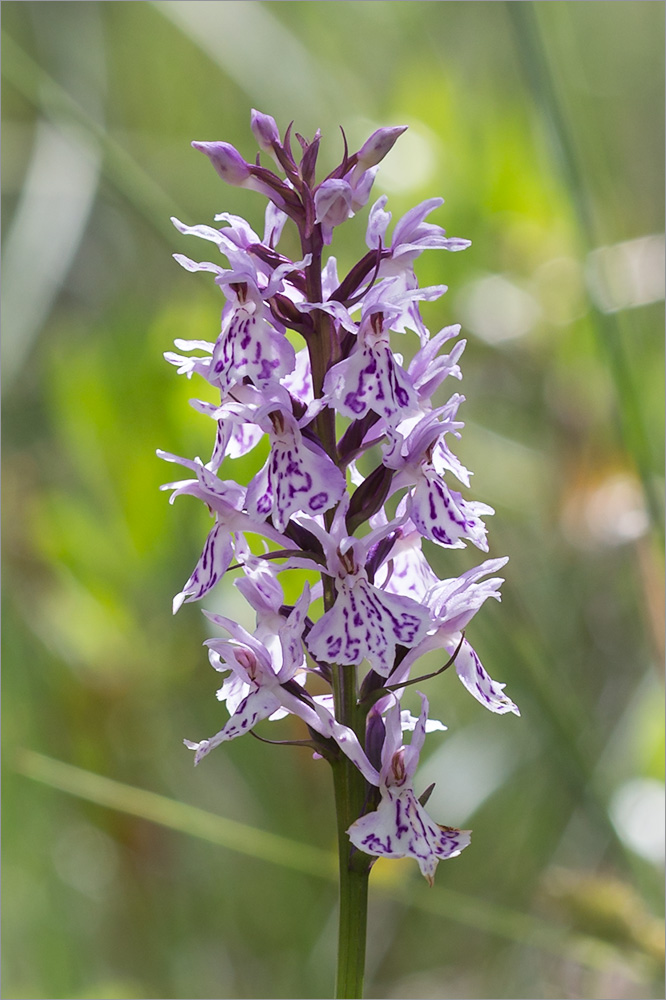 Изображение особи Dactylorhiza maculata.