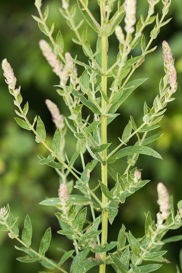 Image of Lythrum tomentosum specimen.
