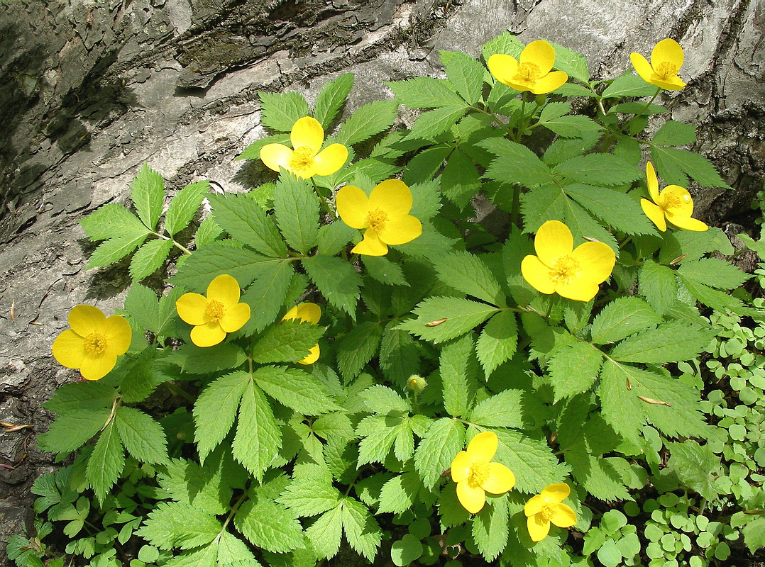 Изображение особи Hylomecon vernalis.