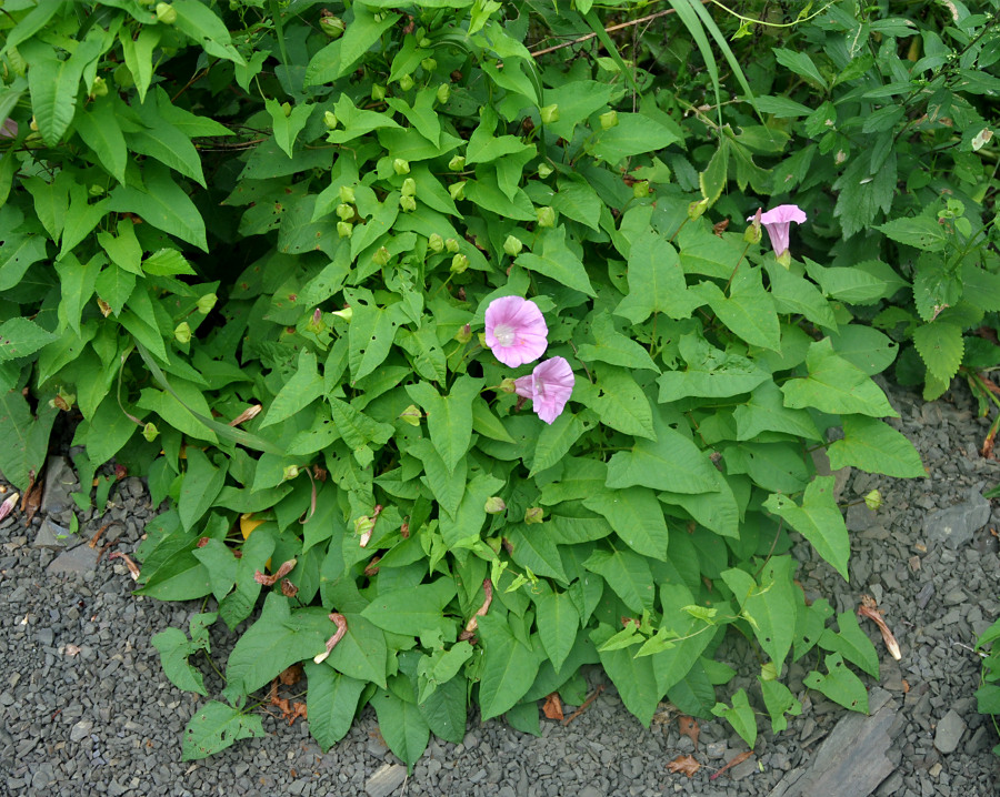 Изображение особи Calystegia inflata.
